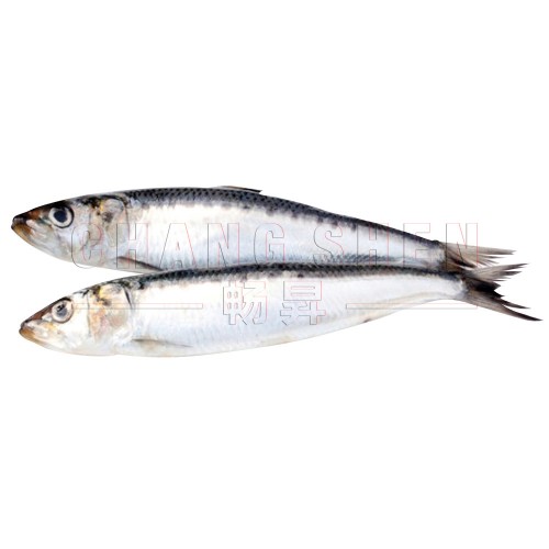 Sardine 沙丁鱼| 5 pcs | 250 gm/pkt