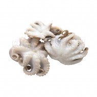 Octopus | 300 gm | 10-12 pcs /pkt Octopus | 300 gm | 10-12 pcs /pkt