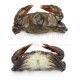 Soft Shell Crab | ±1kg/pkt