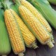 Fresh Sweet Corn 1 Nos/Pkt