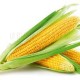 Fresh Sweet Corn 1 Nos/Pkt